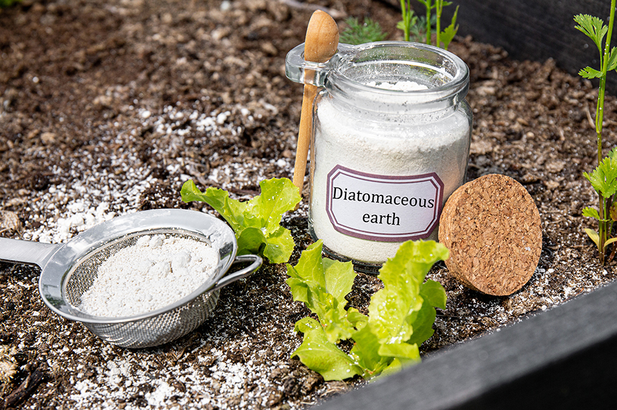 DIATOMACEOUS EARTH